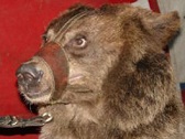 Во Владивостоке цирковые медведи впали в спячку