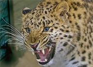 В Смоленске дрессировщики недосмотрели за леопардом